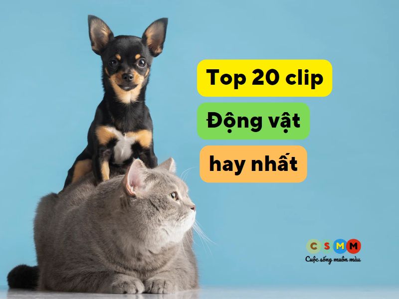 Top 20 clip động vật dễ thương nhất
