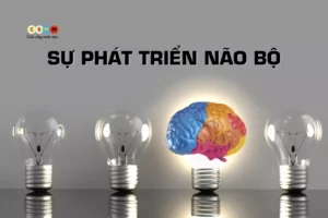 Sự phát triển não bộ