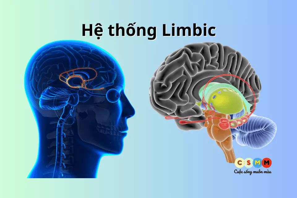 thùy não trán và hệ limbic